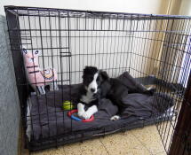 Dog in Omlet Fido Classic dog crate