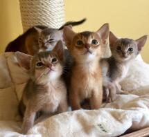 A group of orange brown and white kittens sat inside looking up