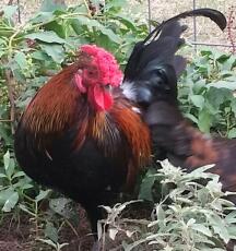 Redcap rooster
