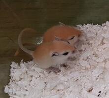 Mack's two gerbil boys