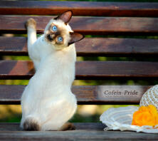 Mekong bobtail, seal-point female Olessia of Cofein-Pride, Cofein Pride cattery, Moscow, Russia