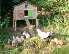 Assembly on old wooden henhouse