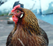 Brown leghorn