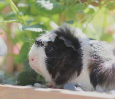 A pretty guinea pig.