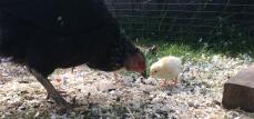 The greatest thing you'll ever see when keeping chickens is the bond between a mother hen and her chicks.