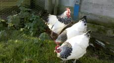 Three chickens in garden