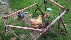 Chickens with Omlet Caddi treat holder and peck toy