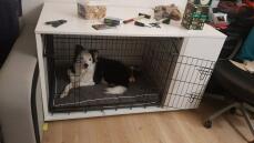 A black and white dog sat in a Fido niche with a wardrobe attached