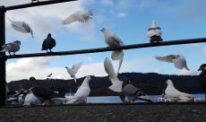 PiGeons and doves by the beach