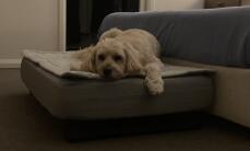 A dog resting on his grey dog bed with quilted topper