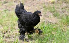 A black brahma chicken walking in the garden.