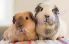 Two guinea pigs enjoying each other.