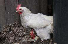 Two chickens roosting in a chicken coop