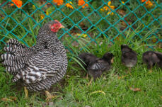 Chicken with chicks in garden