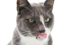 A grey and white cat licking its nose