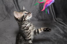 A tabby kitten playing with a toy
