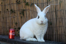 Adult Hotot - can for size reference, they're a fairly large breed!