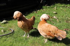Two orange polish chickens walking on grass