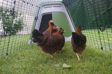 4 chickens observing the activity happening outside of their run