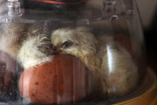 Newly hatched Spalsh Marans drying out in the incubator