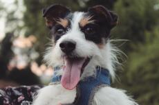 Toby a long haired tri coloured jack Russel terrier 