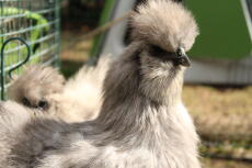 One of my blue silkie girls 