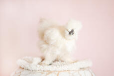 Our silkie hen bluebelle
