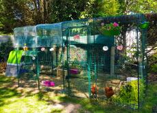 We are delighted with our 4 x 2 meter pen. our chicks adopted it immediately. the space is perfect for 3 hens. we have received the net that we will soon install to allow them to run on the grass. 