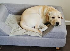 A dog resting on his grey bed with bolster topper