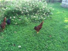 Rhode island red rooster for sale or trade for hen