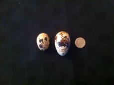 Biggest egg I've had from a Jap quail.