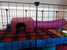 A guinea shelter inside a guinea pig cc cage.