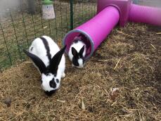 Rabbits coming out of Zippi play tunnel