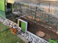 A chicken coming out of her run through an automatic coop door