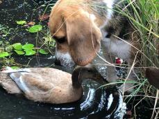 A brown white and black beagle looking at a duck in a pond