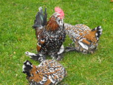 Three black brown and white booted bantam chickens on a lawn