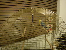 Lutino and Cobalt coloured budgie pair