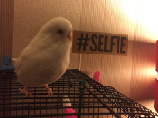 Selfie the Budgie