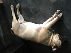 Bullmastiff dog laying down