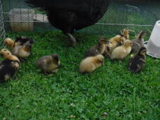 Broody with call ducklings