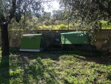 A green coop with a 2 meter run and shade