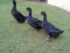Cayuga Ducks | Duck Breeds