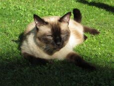 Cat laying in sun in garden