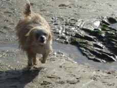 Ollie running on the beach
