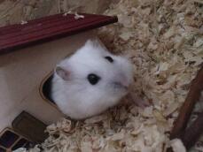 A small white hamster stepping out of a hide shaped live a house