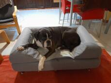 A dog laying in his grey bed