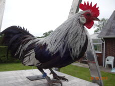 Dutch cockerel