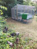 I have built a predator proof aviary and integrated my Eglu Cube to give better space to both me and my 6 dwarf chickens. outside the aviary i enclose them in a larger enclosure when we are home and sometimes completely free in the garden!