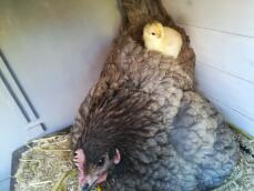 A brown chicken with a small yellow chick on its back inside a coop
