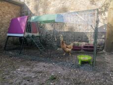 A purple Go up chicken coop with a run attached and covers over the top
